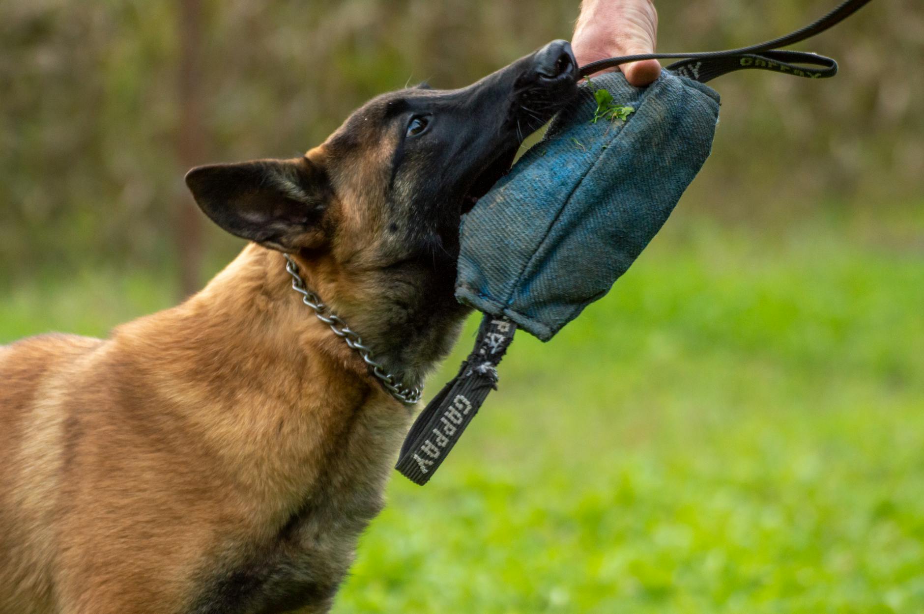 Dog Lab a Lecce, seminario gratuito al Parco Tafuro