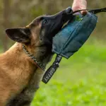 Dog Lab a Lecce, seminario gratuito al Parco Tafuro