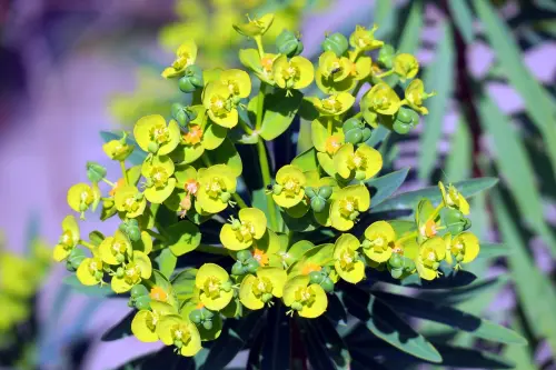 Come coltivare piante in spazi verdi ridotti