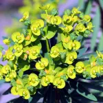 Come coltivare piante in spazi verdi ridotti