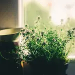 Piante da appartamento resistenti al caldo: guida completa