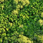 Compensazione CO₂ per i viaggi: come funziona e quanto costa